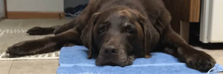 marissagienger's profile banner image