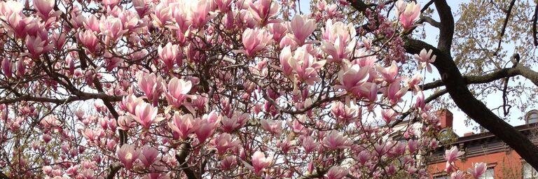 Dr. Amanda Ali banner