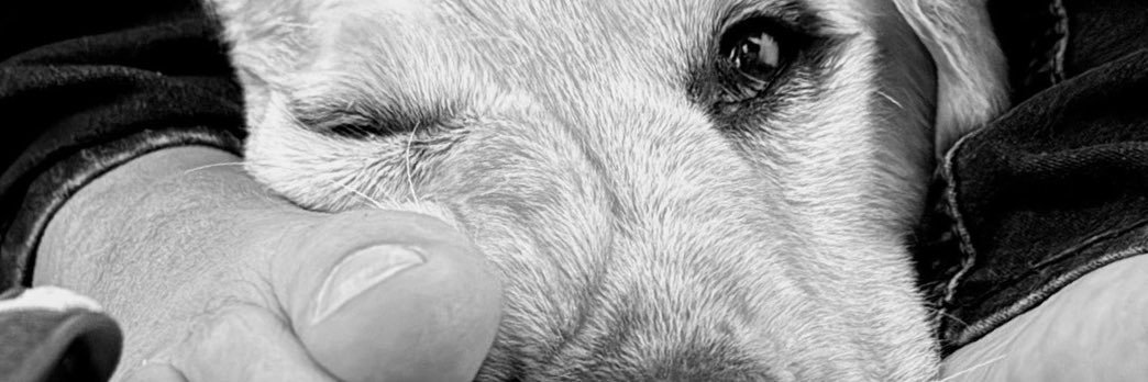 Sebá Llorens-Ruiz banner