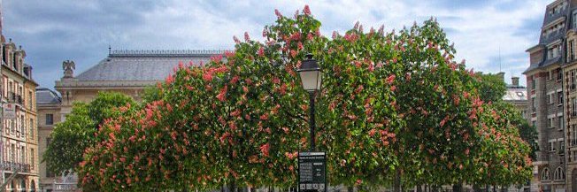 Thomas Charat banner