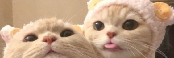 masitadepollo's profile banner image
