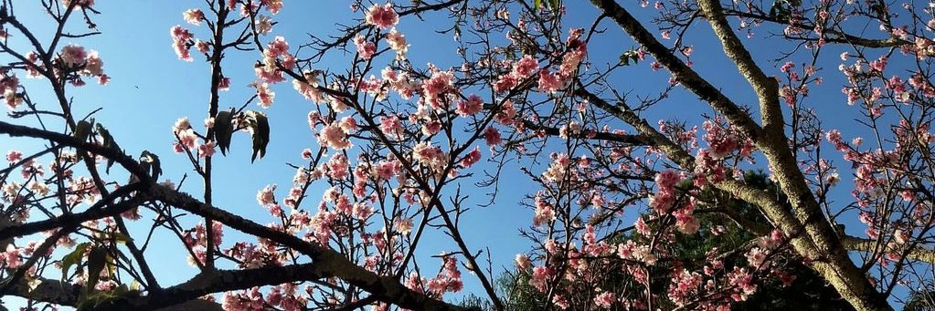 thaiscs95's profile banner image