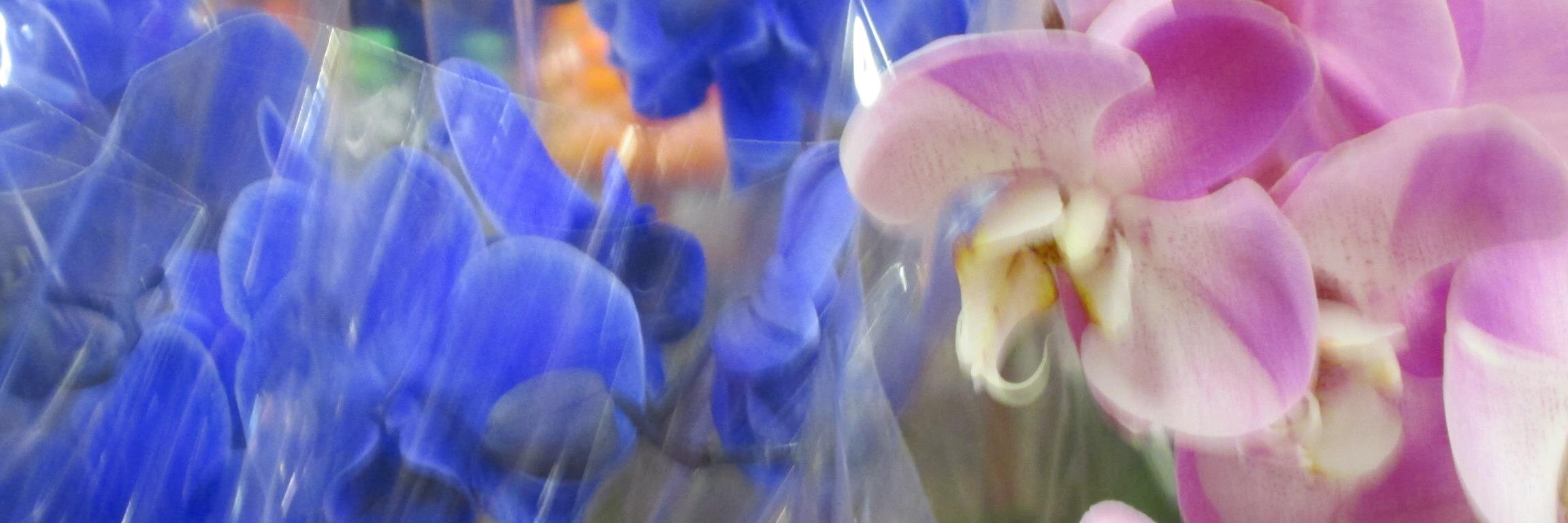 Suzanne Simnick banner