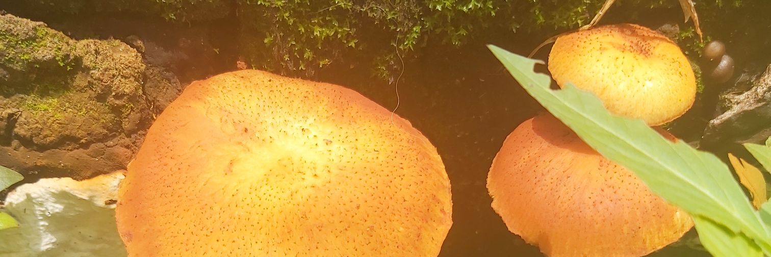 EstrellitaGoMo's profile banner image