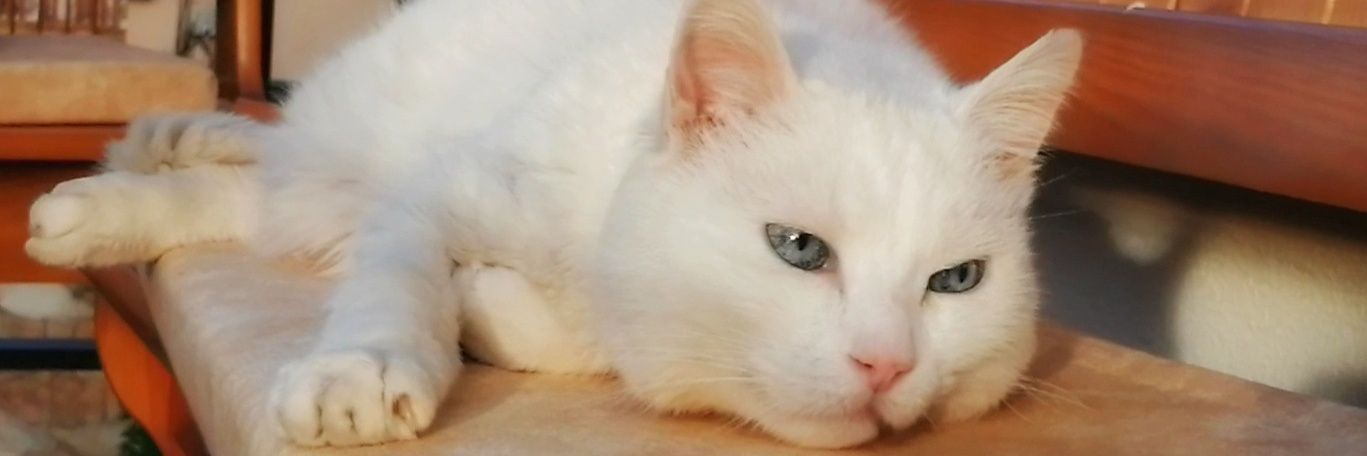 saracordero4's profile banner image