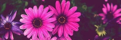 MariaGomezC_'s profile banner image