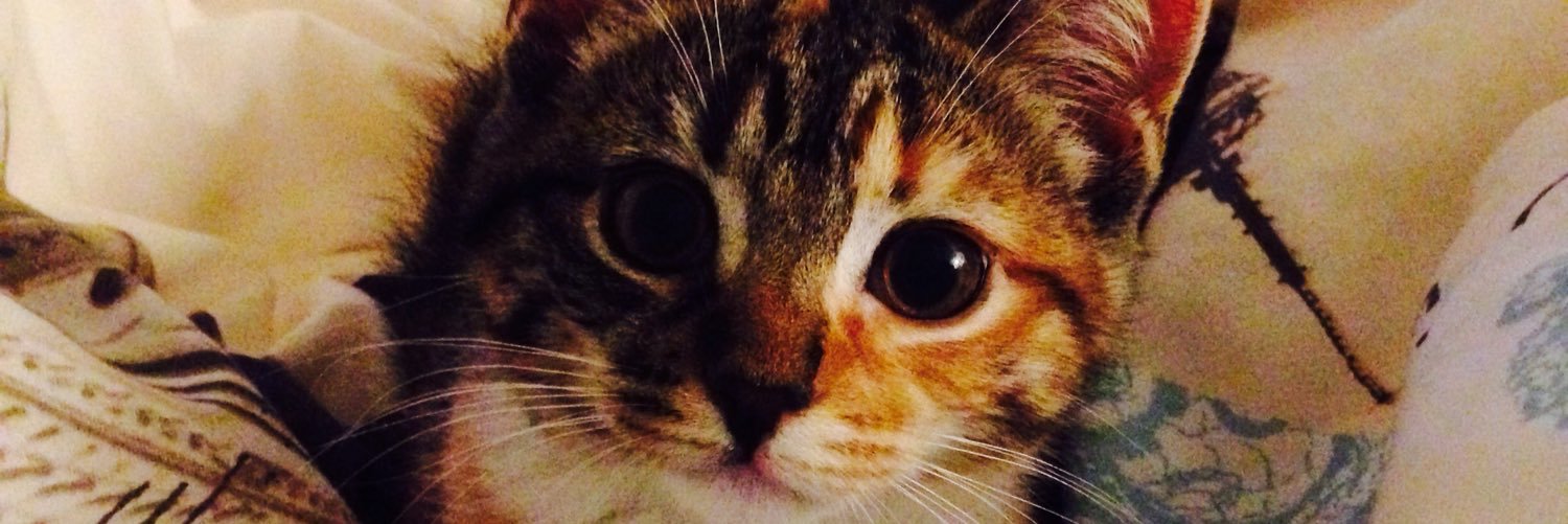 _stephapostolou's profile banner image