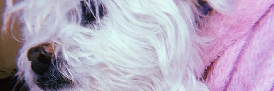 MarisolRMCF's profile banner image
