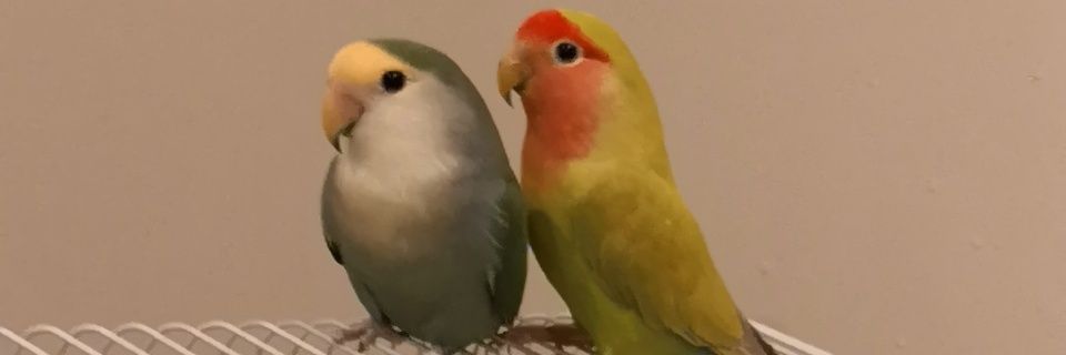 mdr2020's profile banner image