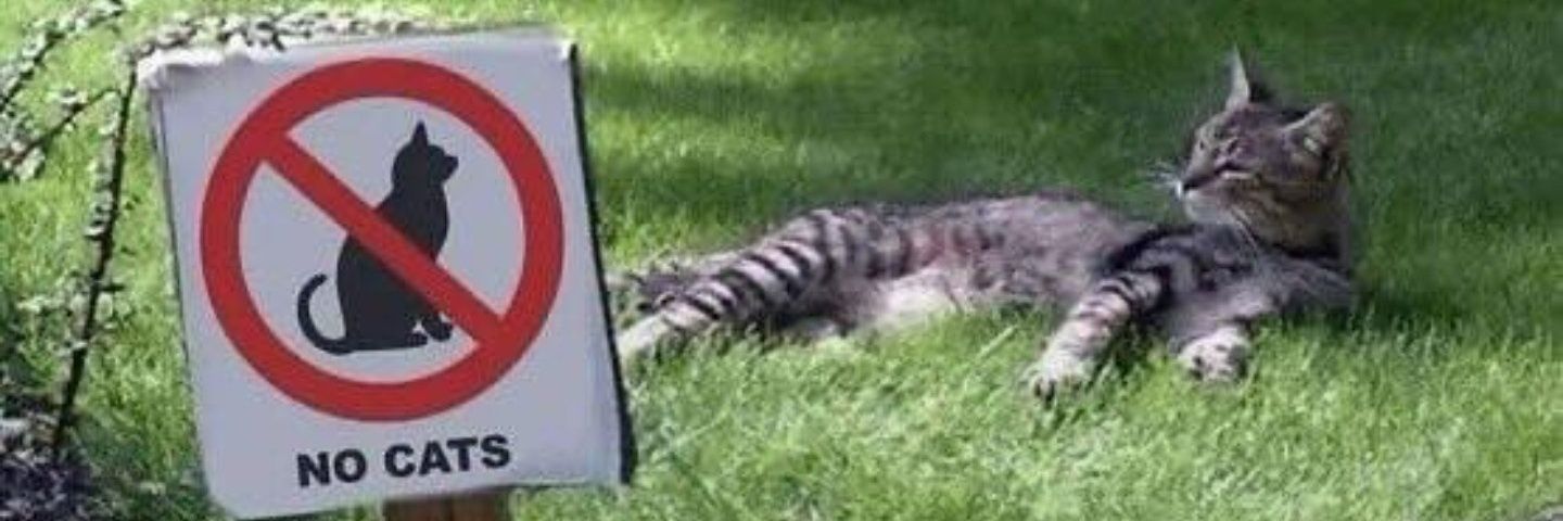 Rodolphe Peté banner