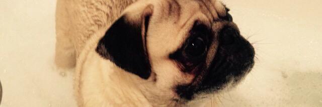 Victoria Versey banner