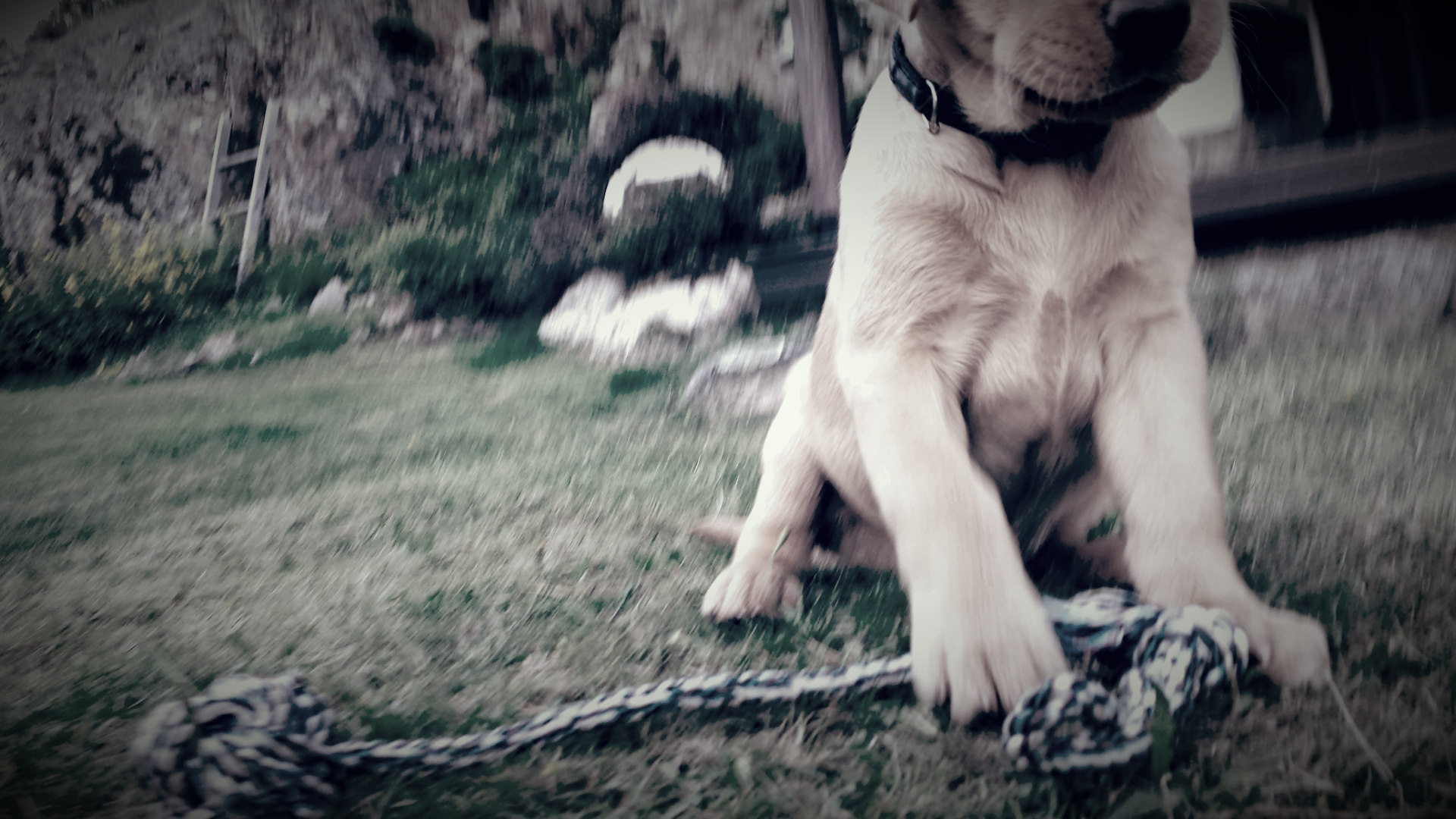 ElliDanielsson's profile banner image