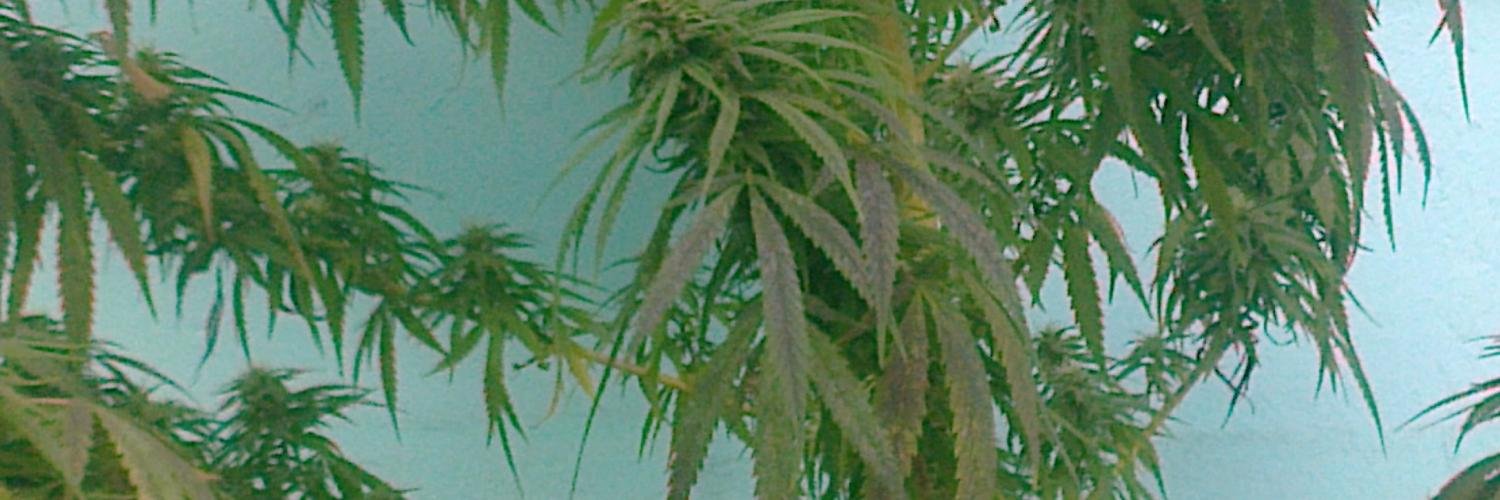 huracanabis's profile banner image
