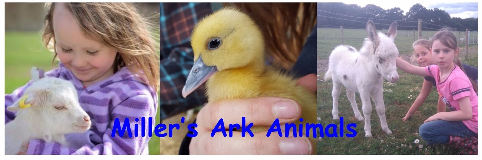 Miller's Ark Animals banner