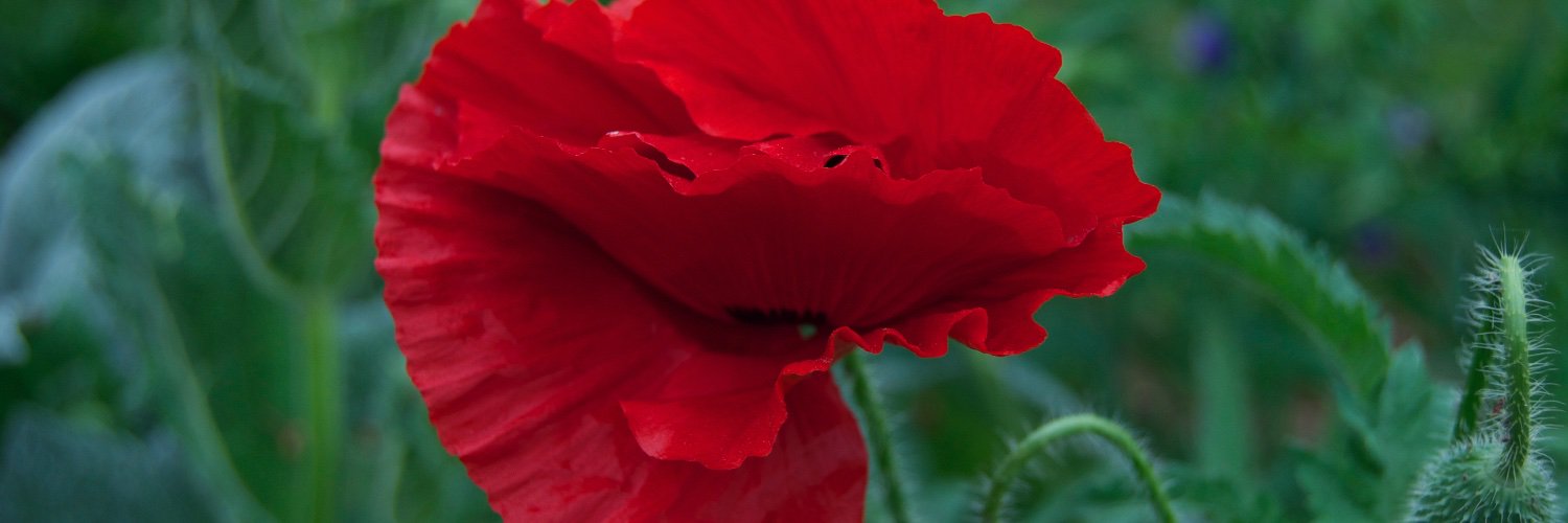 ngbb_official's profile banner image