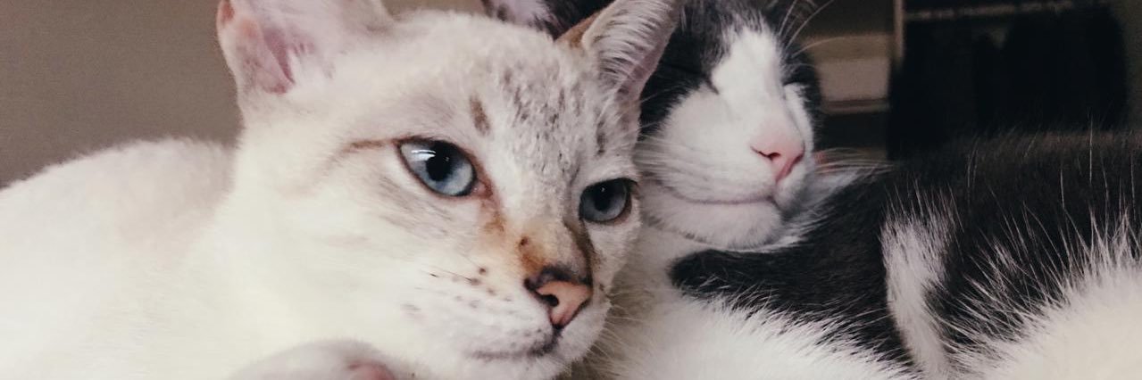 Dario Susnisky banner