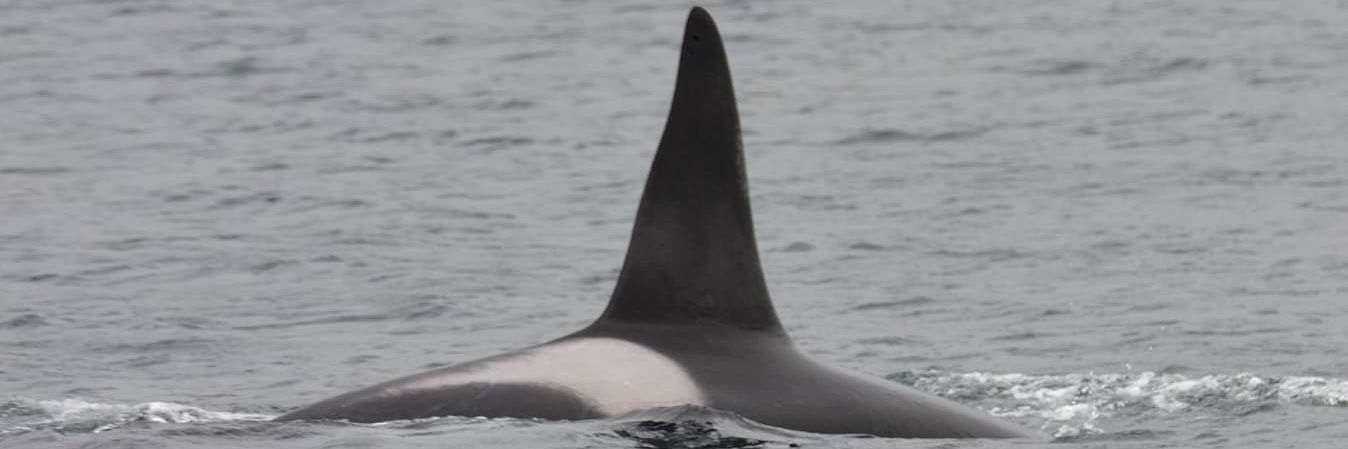 Dennis Morrison banner