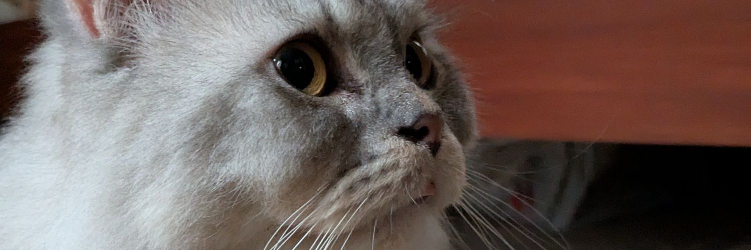 ileeperlee's profile banner image