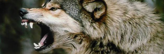N_bonfi's profile banner image