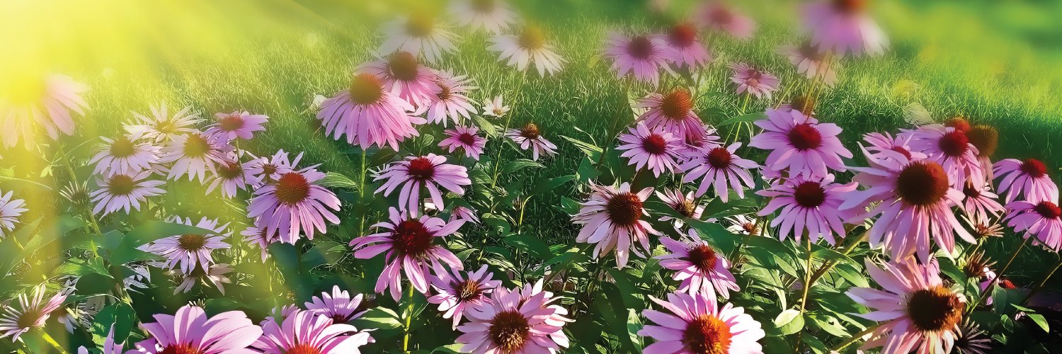 beehappywellnes's profile banner image