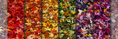 Tantalaya McKinney banner