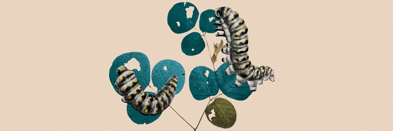 Ana Cecilia Calle banner