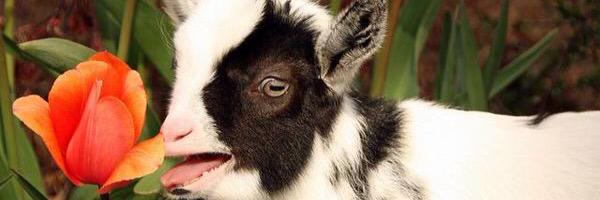 halpal111's profile banner image