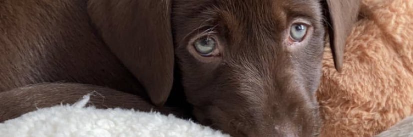 LogDogBurton's profile banner image