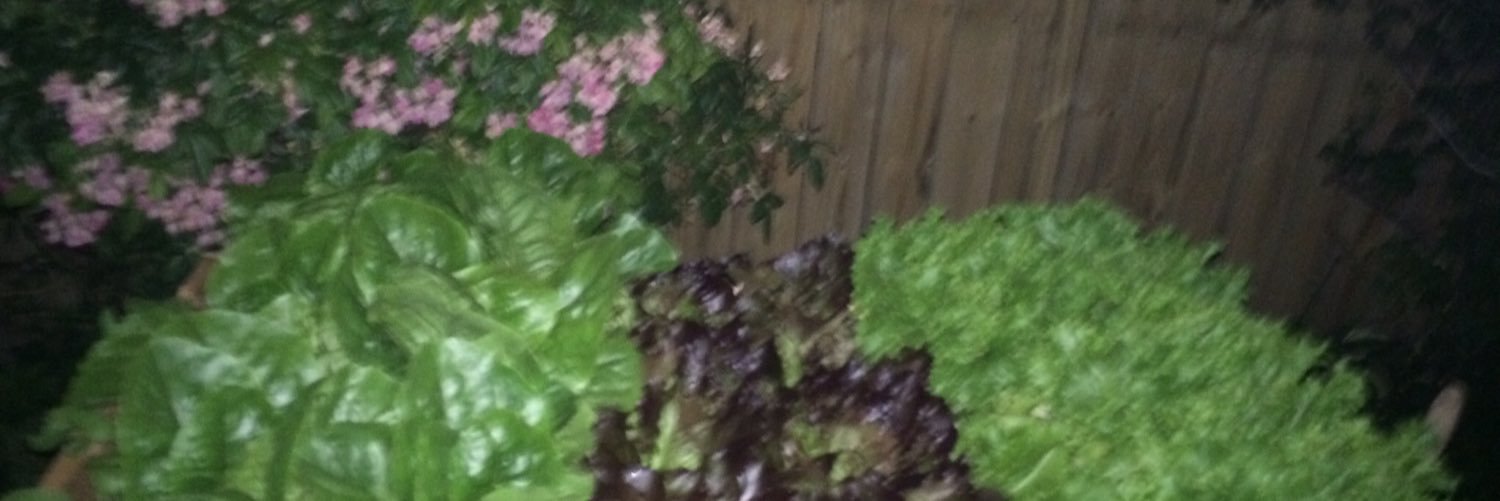 ten thousand lightning bugs banner