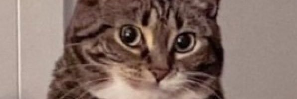 ThisUsernameIsNotAvailable banner