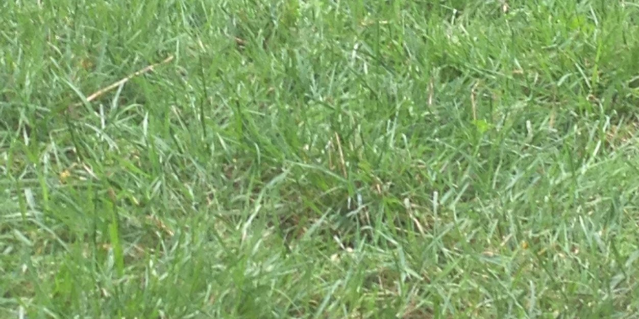 pugsofinstagram's profile banner image