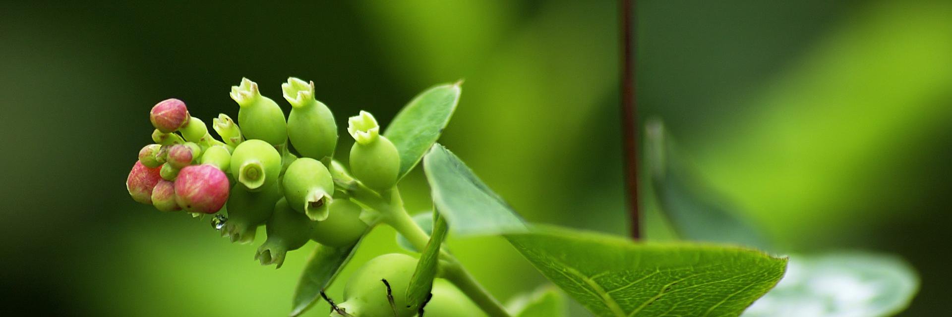 Marylou H. Mixon banner