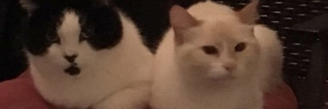 DebbieRumpza's profile banner image