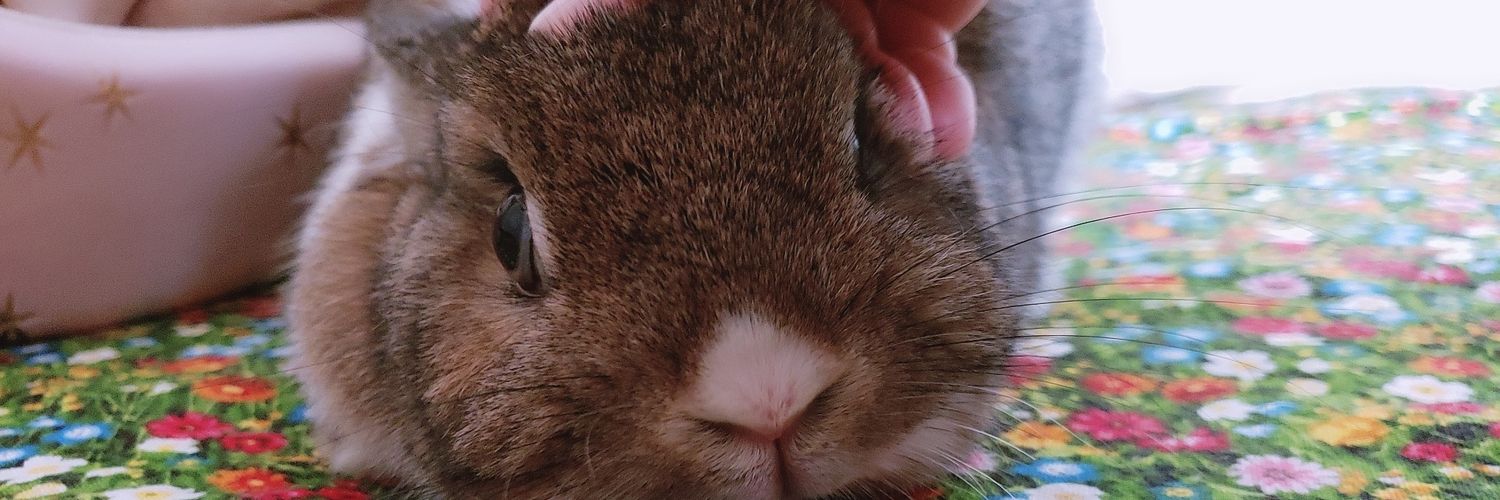 🐰 *うさぷりん* banner