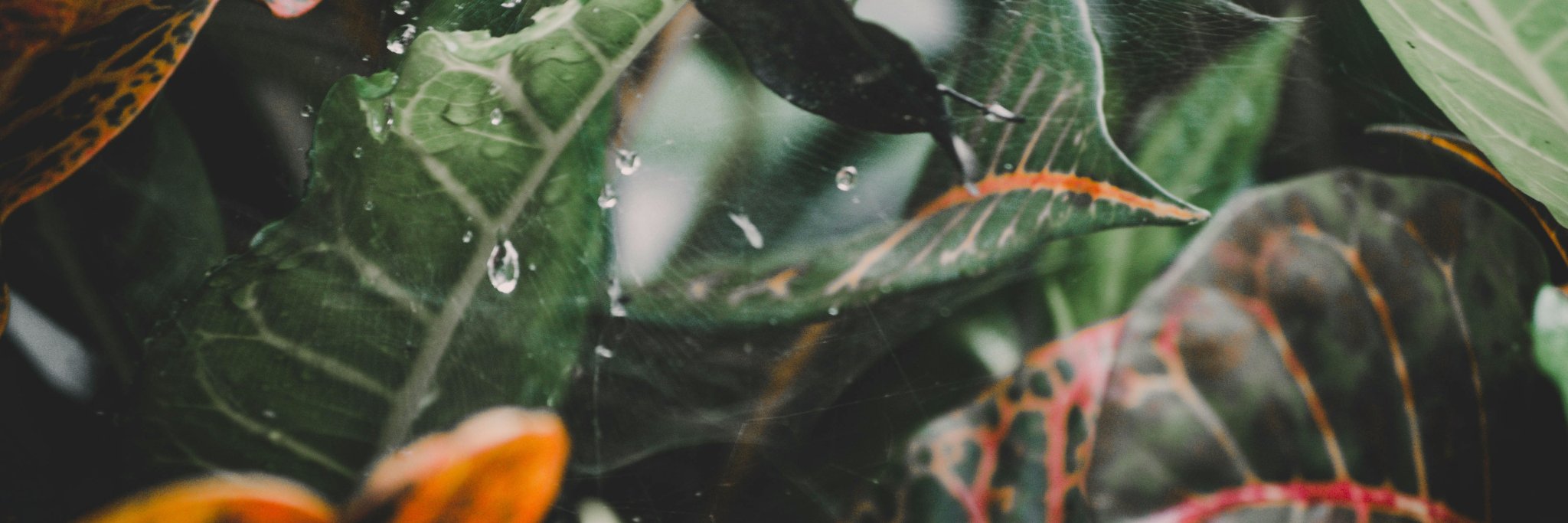 D13S's profile banner image