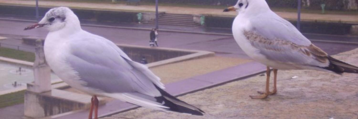 KarlBromo's profile banner image