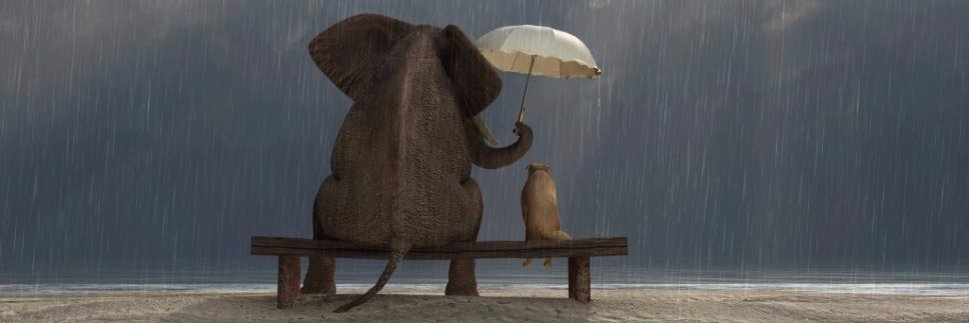 Cat_Kapow😾 #StandWithUkraine 🇺🇦🌻 banner