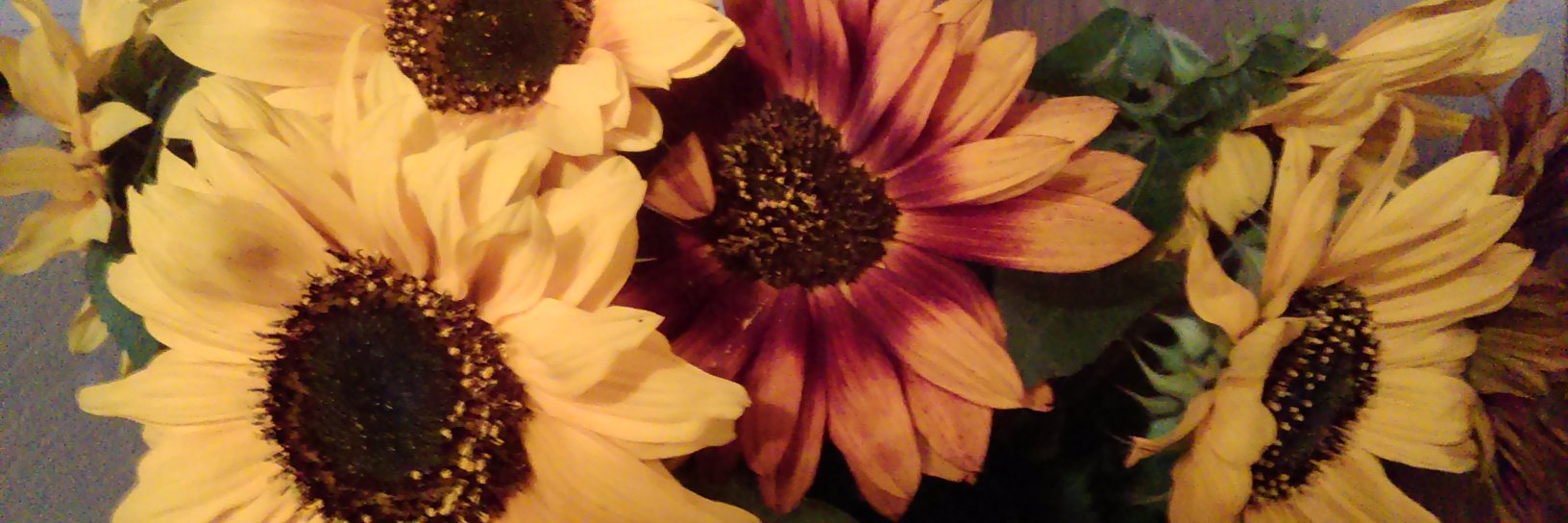 FeldmaneSandra's profile banner image