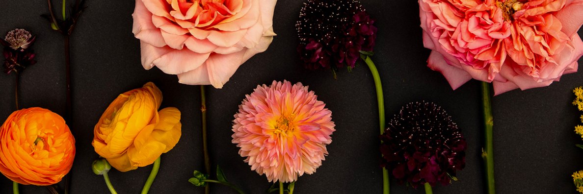 Cameron Hardesty banner