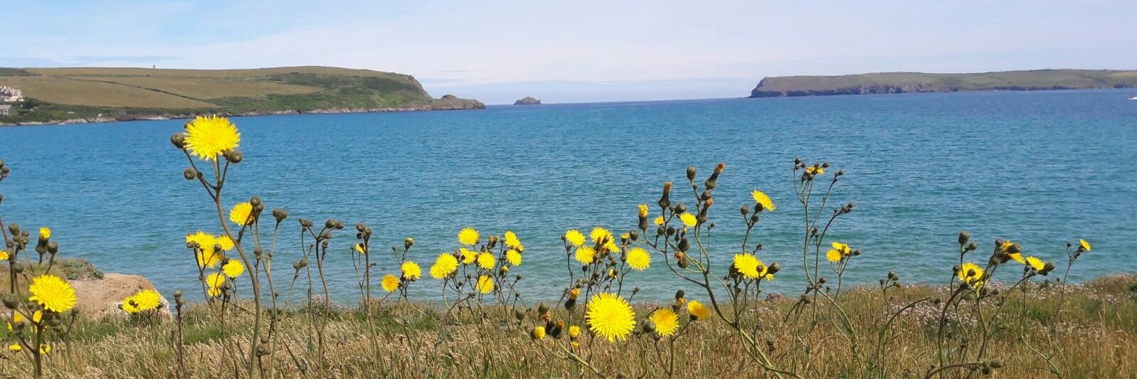 Bronach Kane 🌹 banner