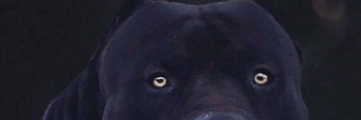 BLACKJESUSS2's profile banner image