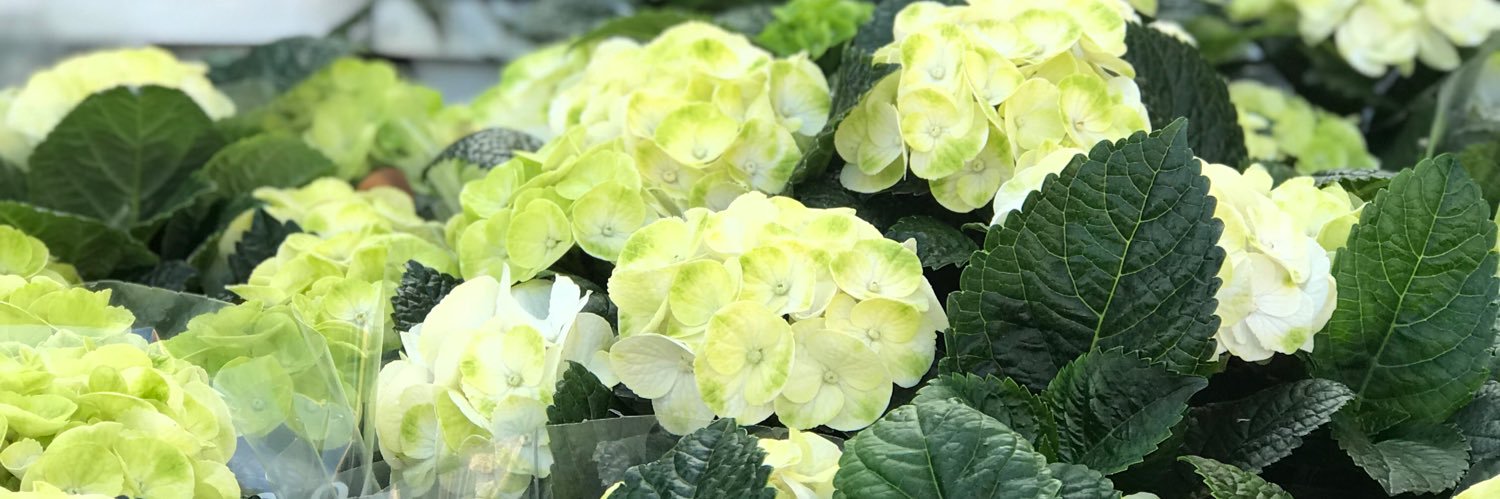 Petals of Balham banner