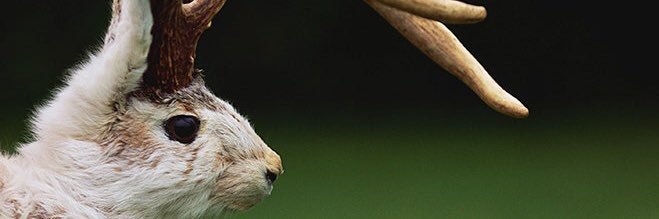 bunnydelivers's profile banner image