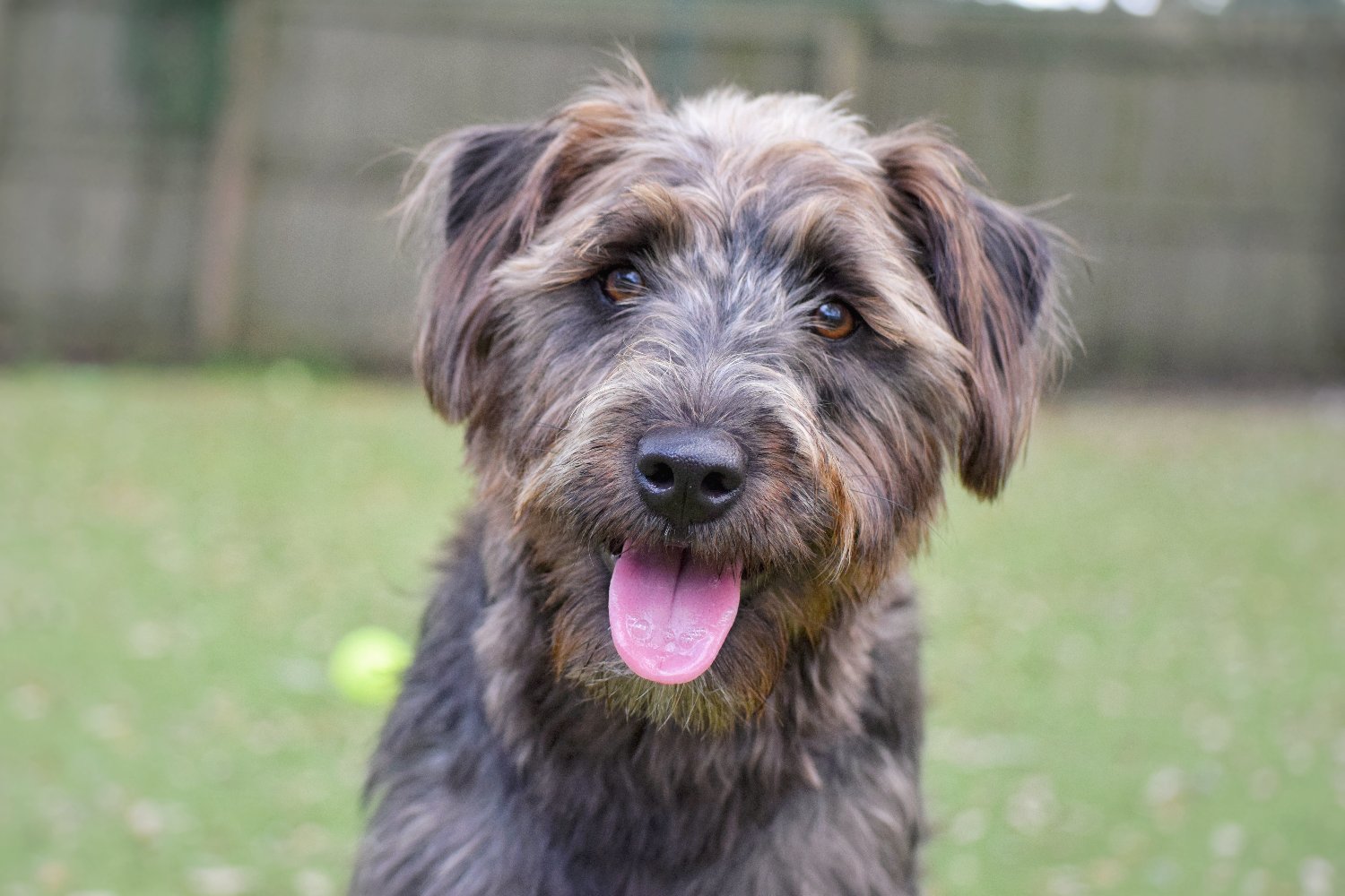 Humane Society of Pinellas banner