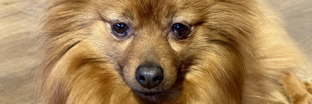 lostinthedream's profile banner image