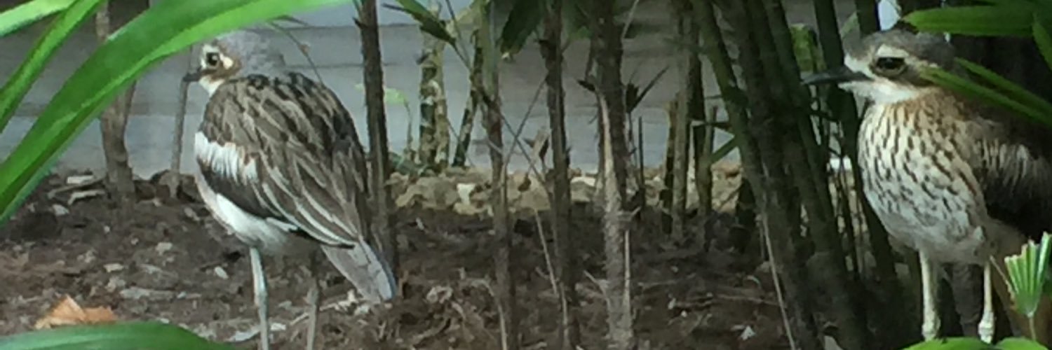 AlvaThib's profile banner image
