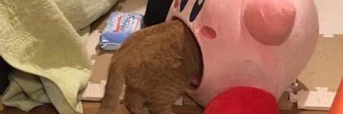 ShowDoCris's profile banner image