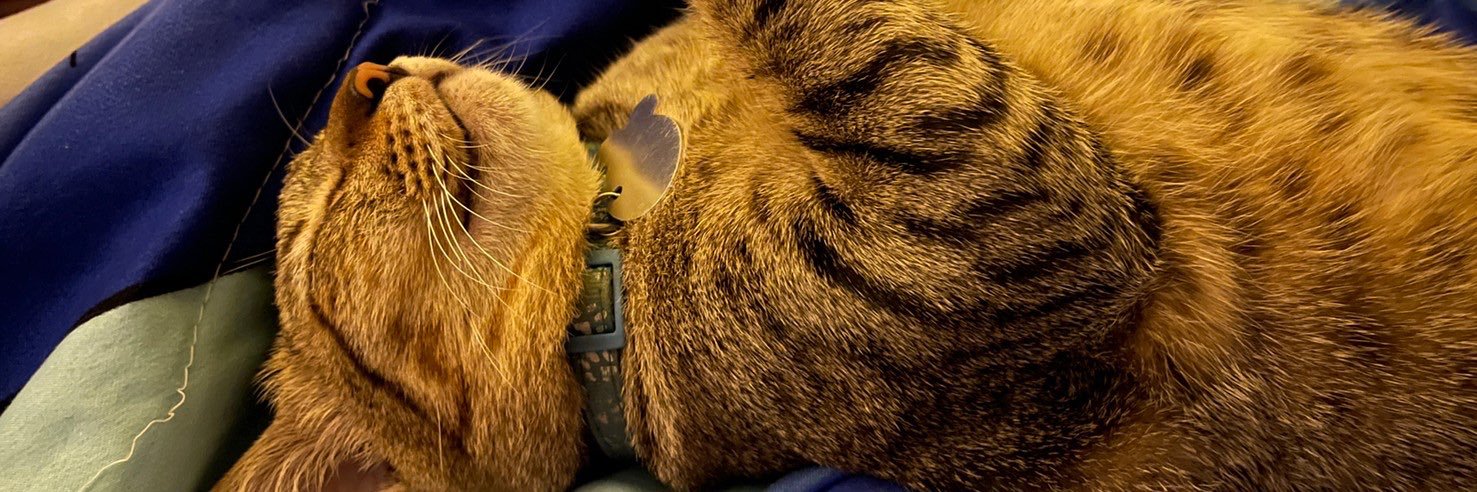 Leootigrrr's profile banner image