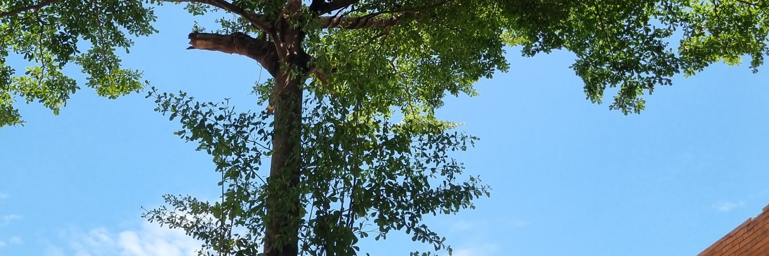 belindamanoy's profile banner image