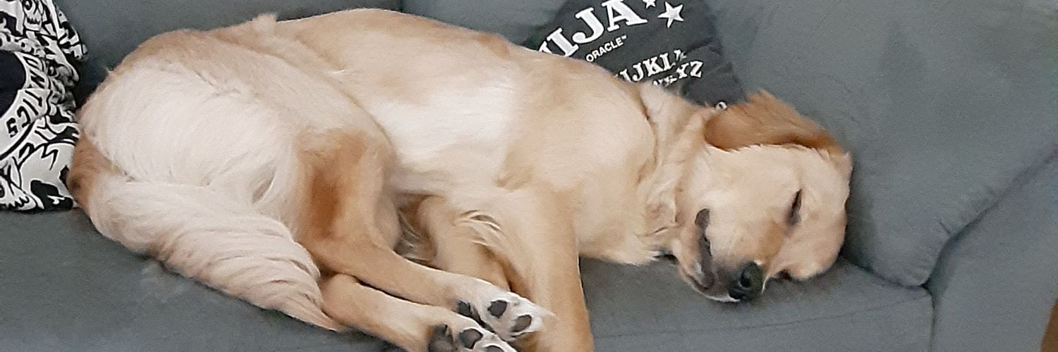 ashleynvierra's profile banner image